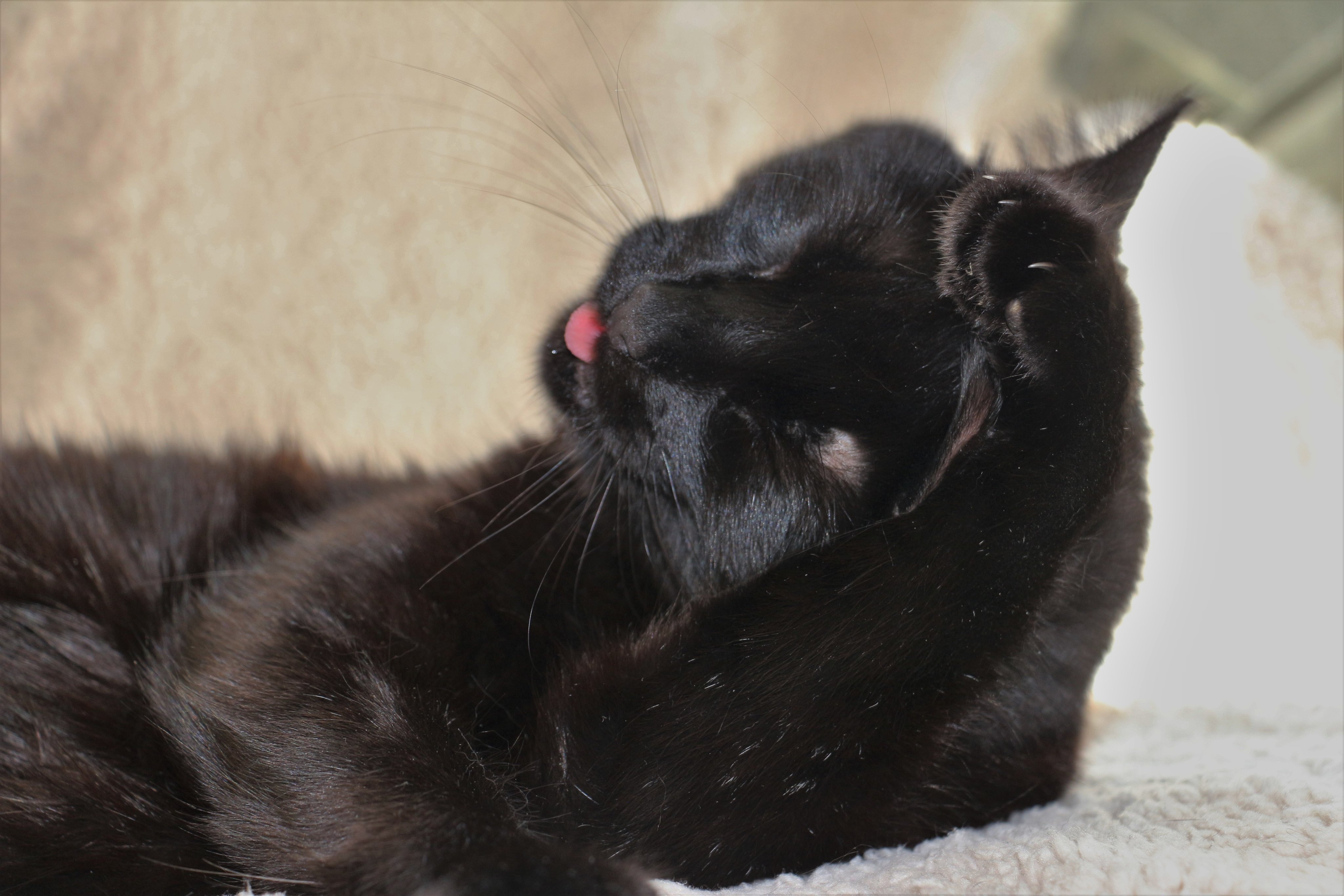 Felix the cat - close-up of his face with tongue out.