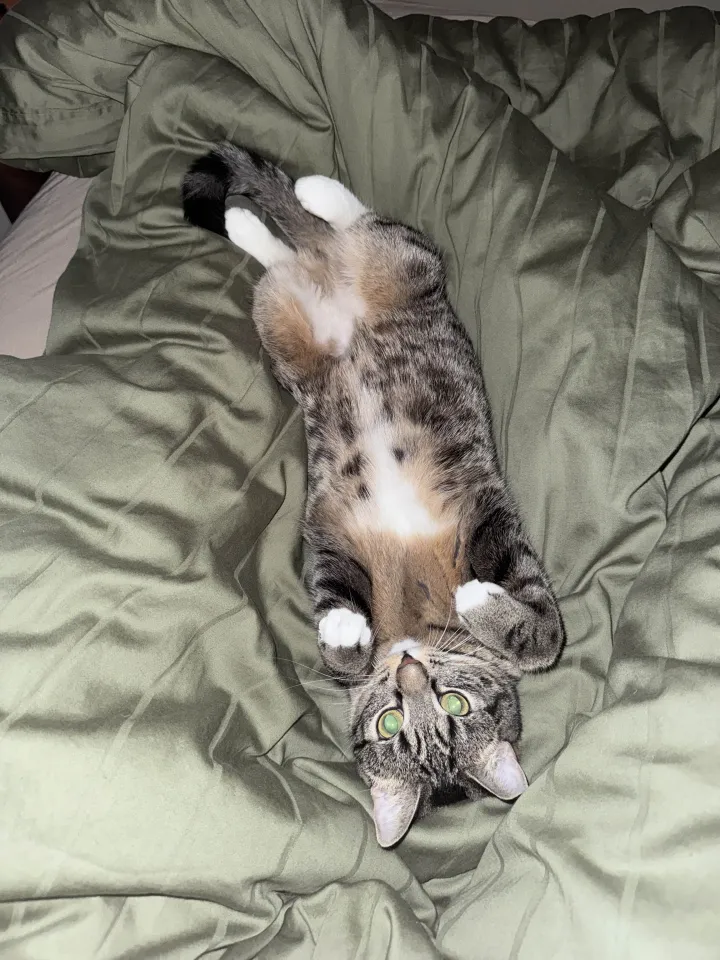 Lilly the silly - Lilly being silly in the bed